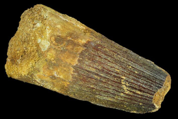 Bargain, Spinosaurus Tooth - Robust Tooth #119584